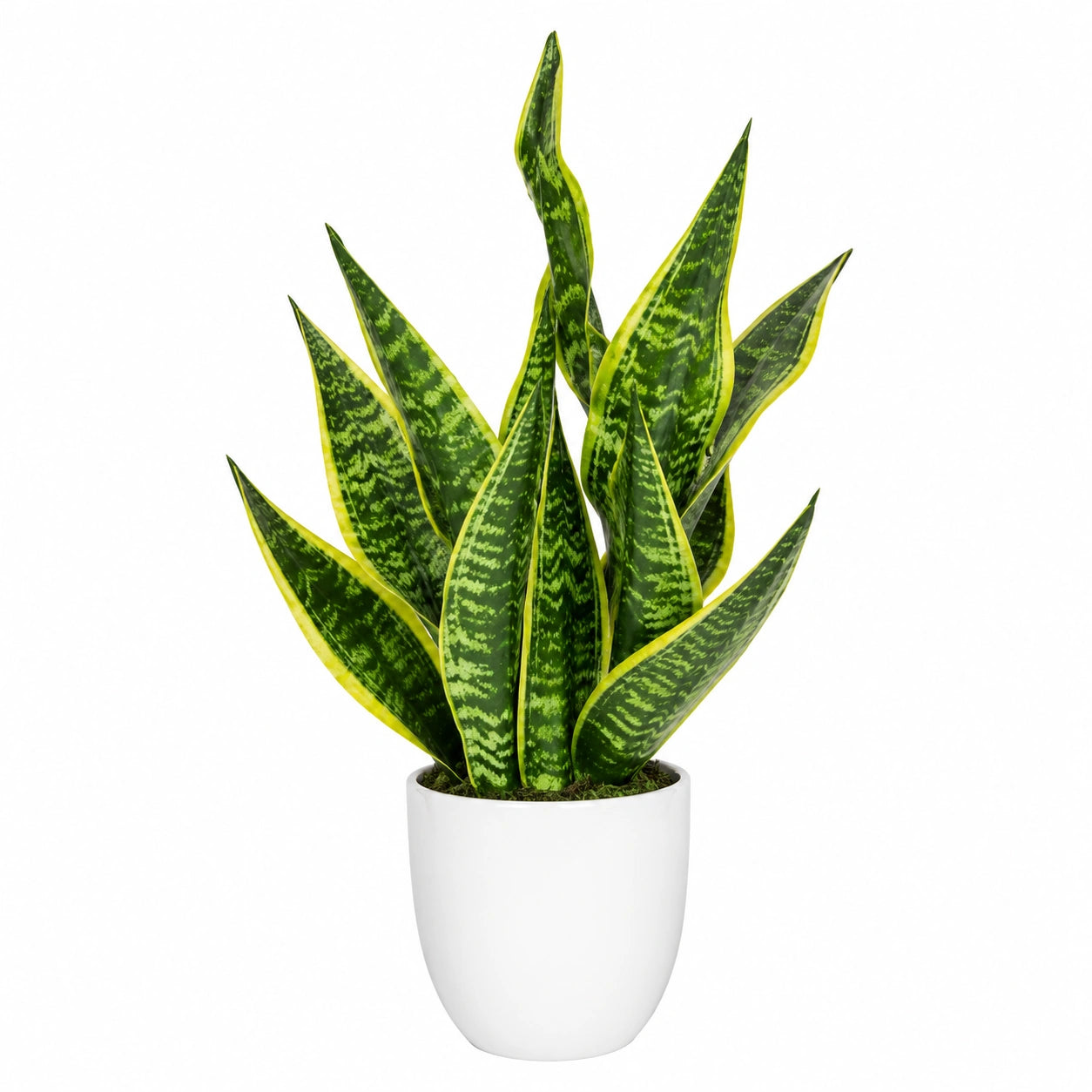 Sansevieria Artificiale Verde e Gialla con Vaso Bianco